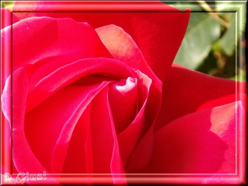 rote rose