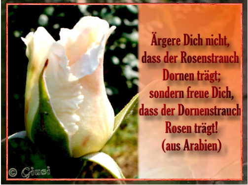 rgere dich nicht, dass der rosenstrauch dornen hat. freue dich, dass der dornenstrauch rosen trgt