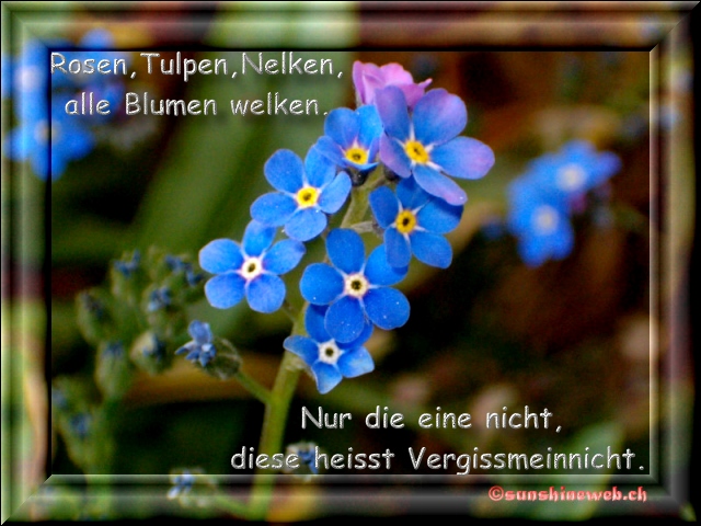 rosen, tulpen, nelken, alle blumen welken, nur die eine nicht, sie heisst vergissmeinnicht