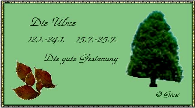 Ulme 12.01. - 24.01. 15.07. - 25.07